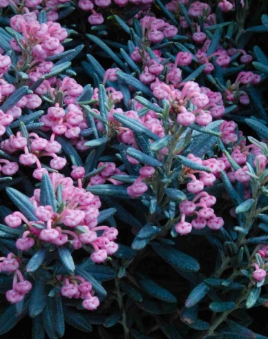 Lavendelheide BLUE ICE