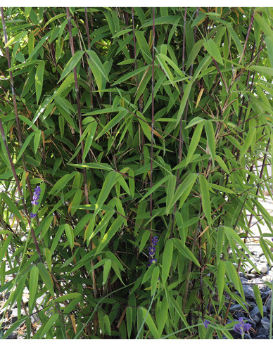 Bambus Fargesia Nitida Volcano (Vulkan-Bambus)