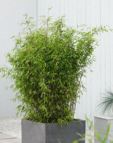 Bambus Fargesia Nitida Volcano (Vulkan-Bambus)