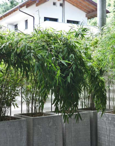 Bambus Fargesia Nitida Volcano (Vulkan-Bambus)