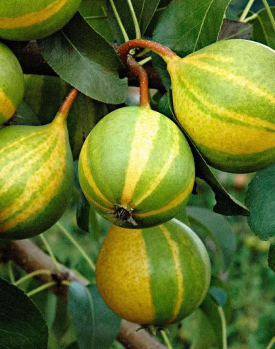 Birne Schweizer Hose Herbst, sub. Birne, Forts. 5l