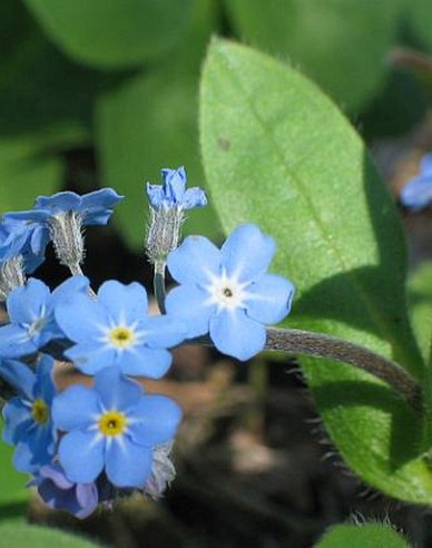 Wald-Vergissmeinnicht Blau