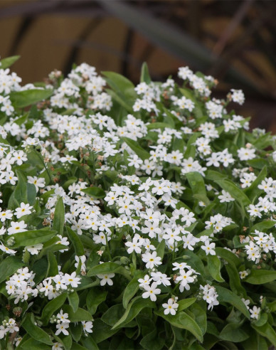 Wald-Vergissmeinnicht ´White´