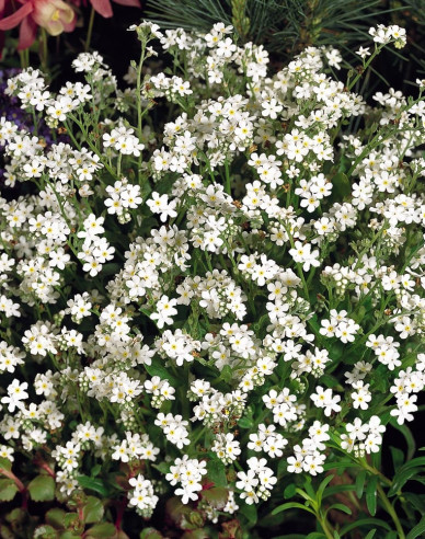 Wald-Vergissmeinnicht ´White´