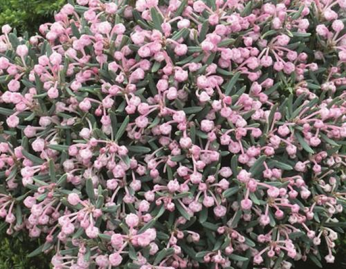 Lavendelheide Blue Lagune