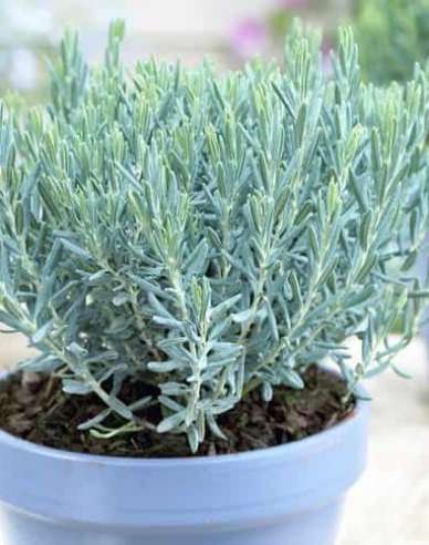Lavendelheide Blue Lagune