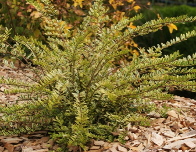 Groundsel Lemon Beauty