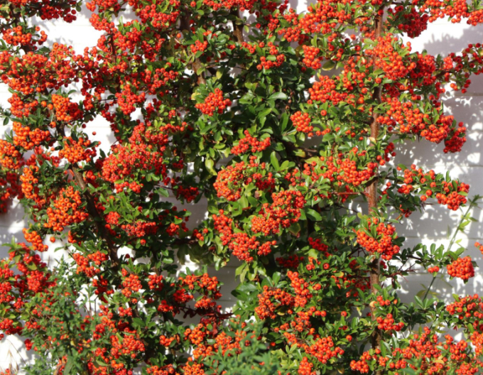 Scharlach-Feuerdorn Red Star