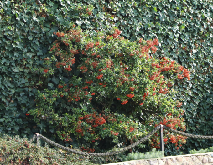 Scharlach-Feuerdorn Red Star