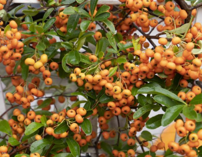 Scharlach-Feuerdorn Orange Star