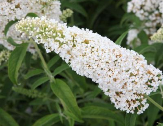 Budleja davidii Little Rockstar