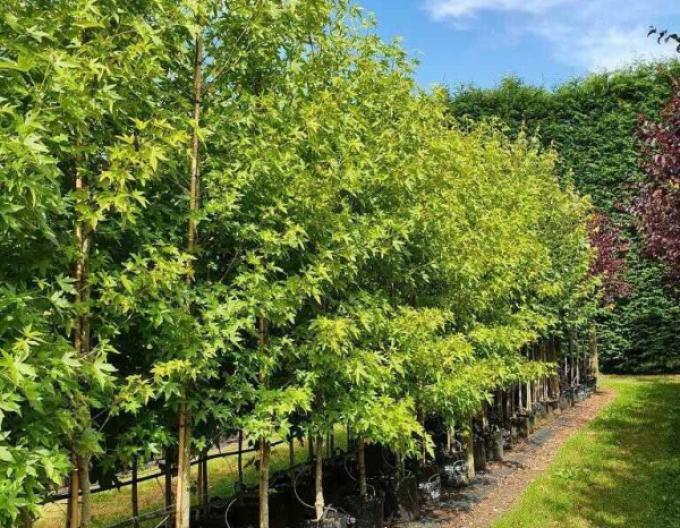 Amberbaum  Worplesdon