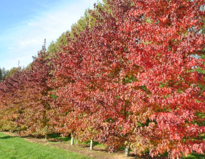 Amberbaum  Worplesdon