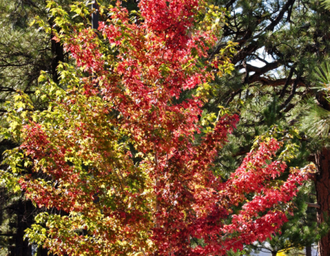 Freemans Ahorn Herbstfantasie