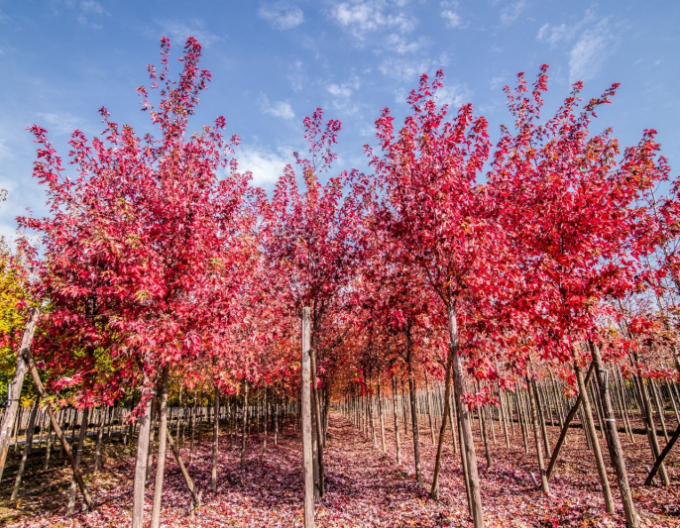 Freemans Ahorn Herbstfantasie