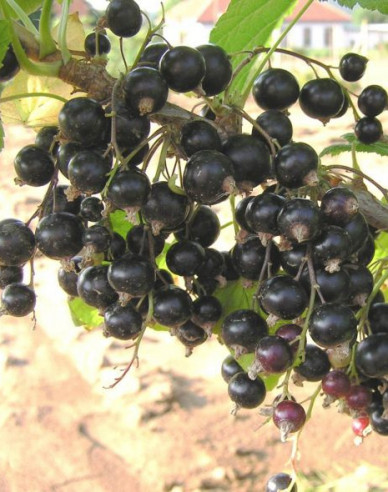 Schwarze Johannisbeere Ben Hope Hochstämmchen, 2l