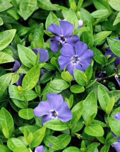 Wintergrün (vinca minor) Bowles Cunningham