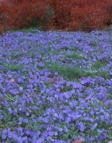 Wintergrün (vinca minor) Bowles Cunningham