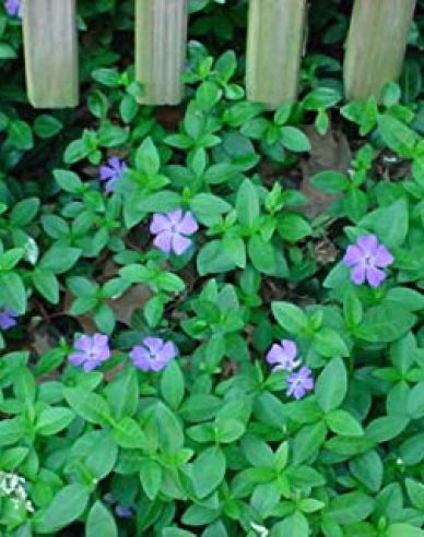 Wintergrün (vinca minor) Bowles Cunningham