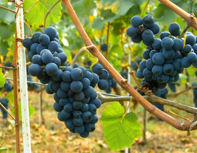 Tafeltrauben Moldova, 2l