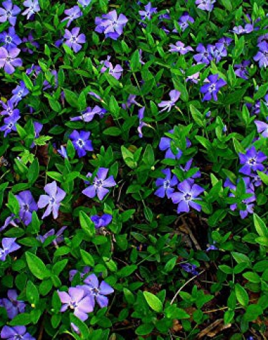 Wintergrün (vinca minor) Bowles Cunningham