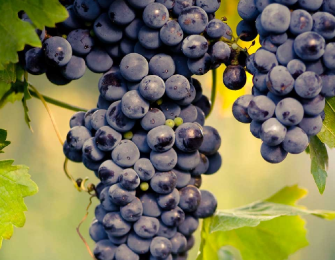 Tafeltraubenrebe Muscat Blue, 2l Cont.