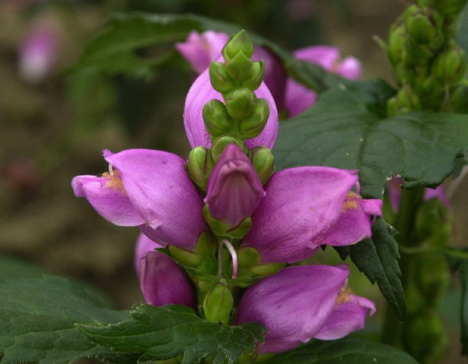 Glatte Schildblume - Chelone Obliqua
