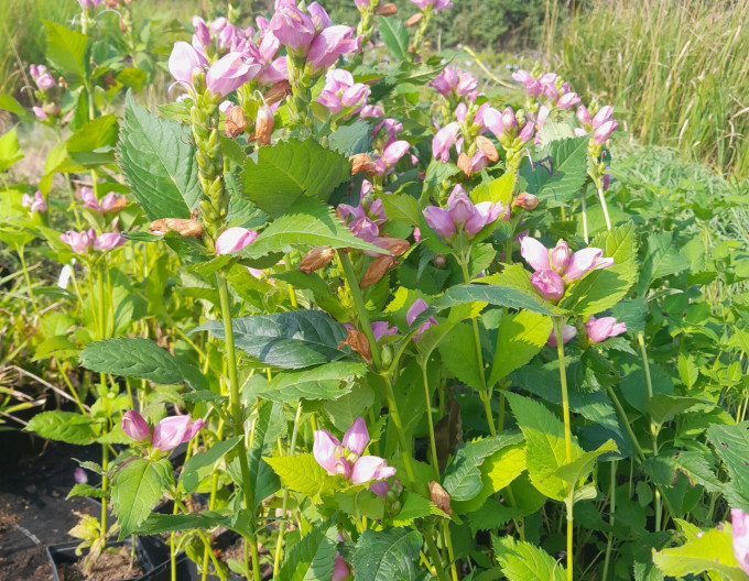 Glatte Schildblume - Chelone Obliqua