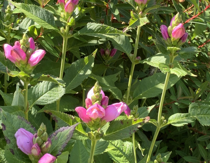 Glatte Schildblume - Chelone Obliqua