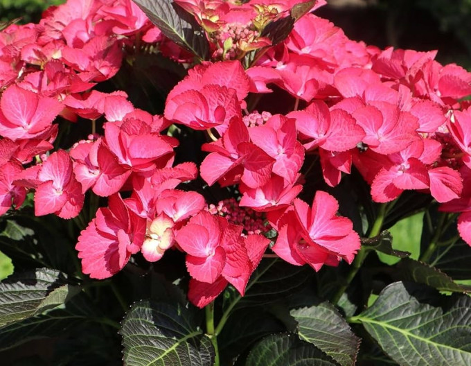 Gartenhortensie Dark Angel