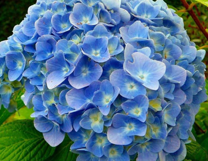 Gartenhortensie Fabolo Blue