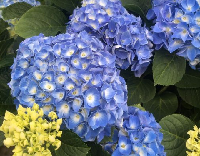 Gartenhortensie Fabolo Blue