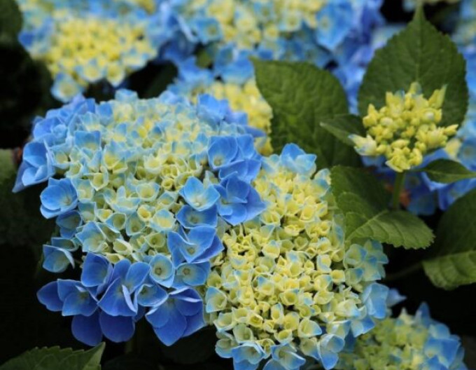 Gartenhortensie Fabolo Blue