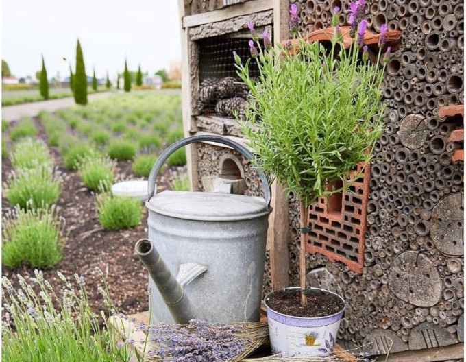 Lavendel schmalblättrig auf Stamm