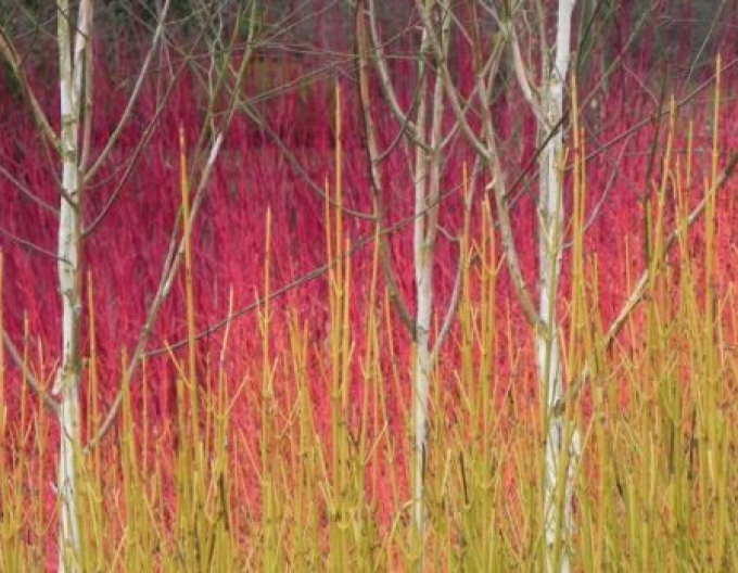 Weißes Kerzenholz Flaviramea