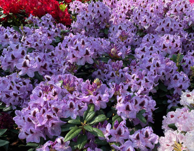 Rhododendron Metallica