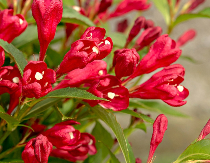 Vigelia All Summer Red