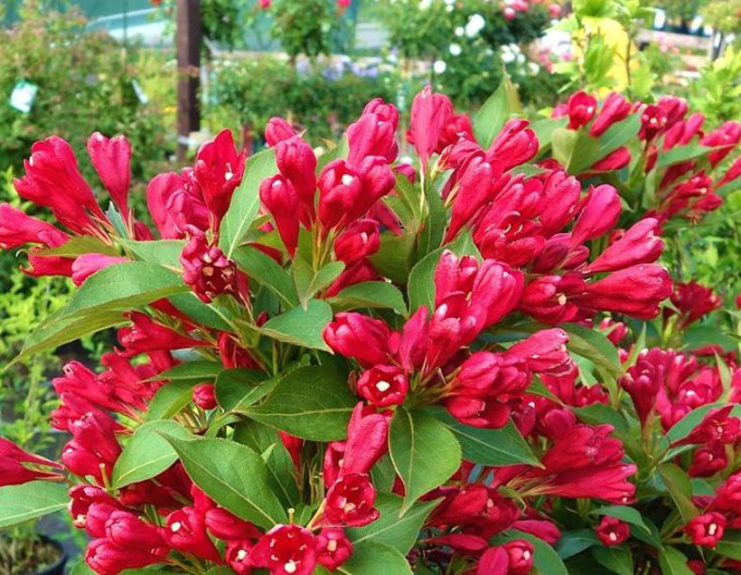Vigelia All Summer Red