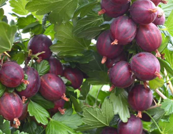 Rote Stachelbeere Niesluchovski, Strauch