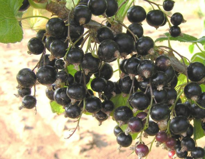 Schwarze Johannisbeere Ben Hope KER