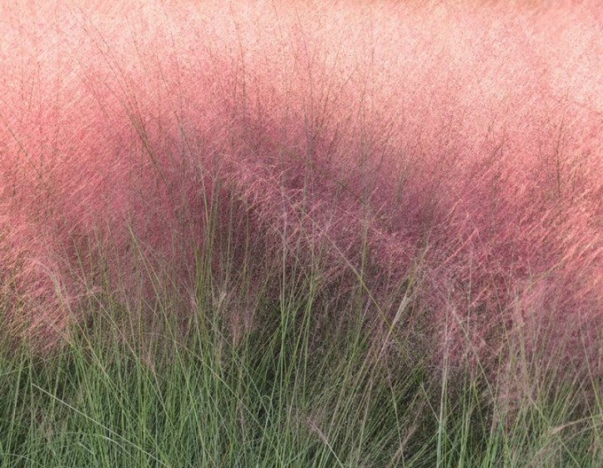 Muhlenbergia capillaris ´Pink Cloud´