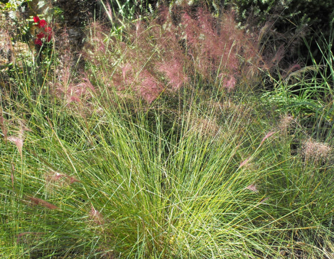 Muhlenbergia capillaris ´Pink Cloud´