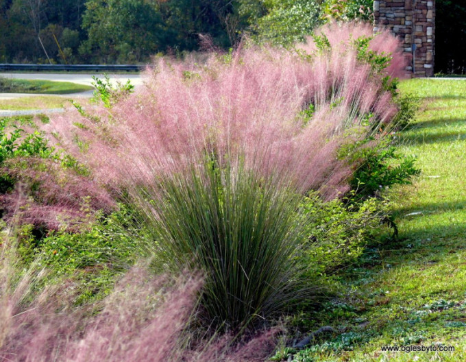 Muhlenbergia capillaris ´Pink Cloud´