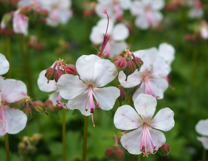 Storchschnabel kantabrisch ‚Lohfelden‘