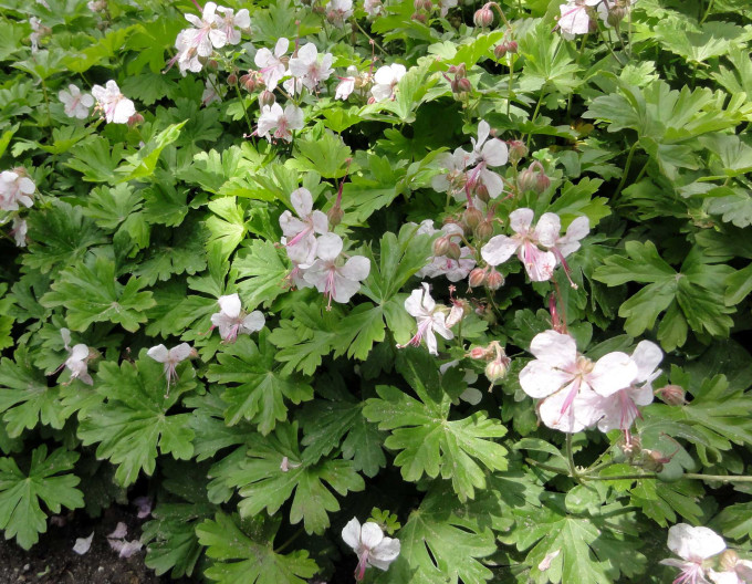 Storchschnabel kantabrisch ‚Lohfelden‘