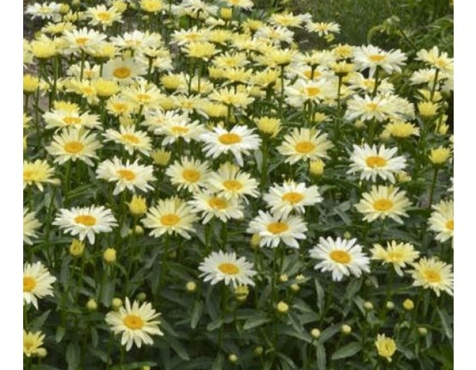 Großblütige Margerite ´Ooh La Lacreme´