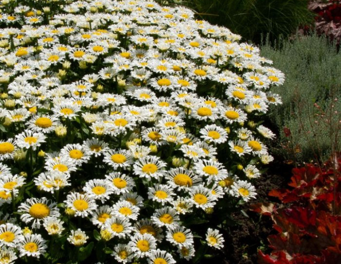 Großblütige Margerite ´Ooh La Lacreme´