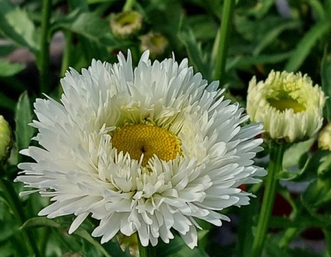 Großblütige Margerite ´Ooh La Laspider´