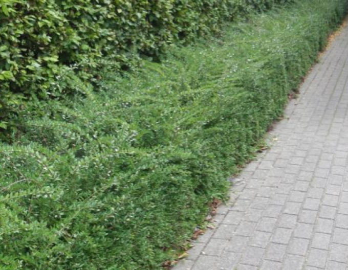 Grünes Moos" Kapuzinerkresse