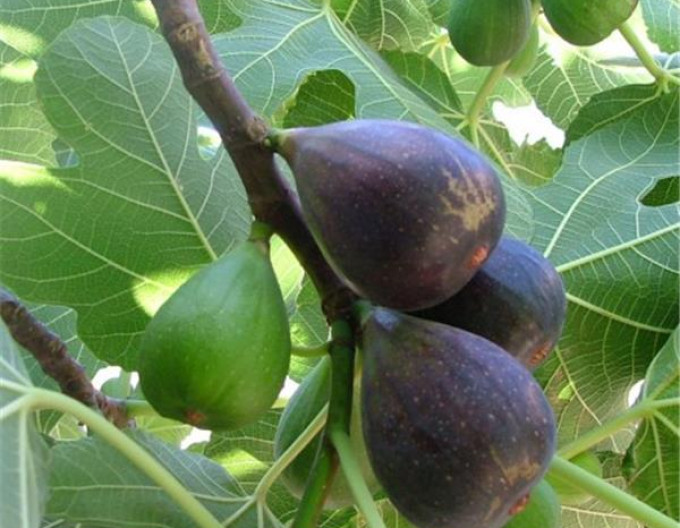 Feigenbaum Noir De Caromb